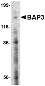 BAP3 Antibody