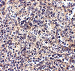 ATG5 Antibody