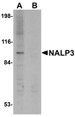 NALP3 Antibody