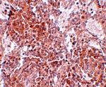 TSPAN9 Antibody