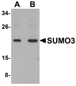 SUMO3 Antibody