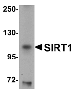 SIRT1 Antibody