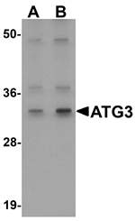 ATG3 Antibody