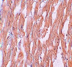 KPNA2 Antibody