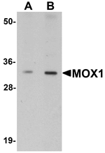 MOX1 Antibody