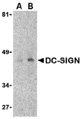 DC-SIGN Monoclonal Antibody