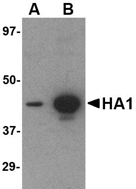 Hemagglutinin Monoclonal Antibody