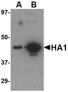 Hemagglutinin Monoclonal Antibody