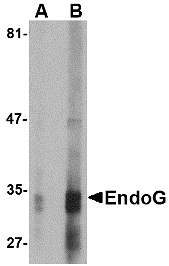 EndoG Monoclonal Antibody