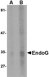 EndoG Monoclonal Antibody