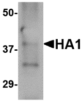 Hemagglutinin Monoclonal Antibody