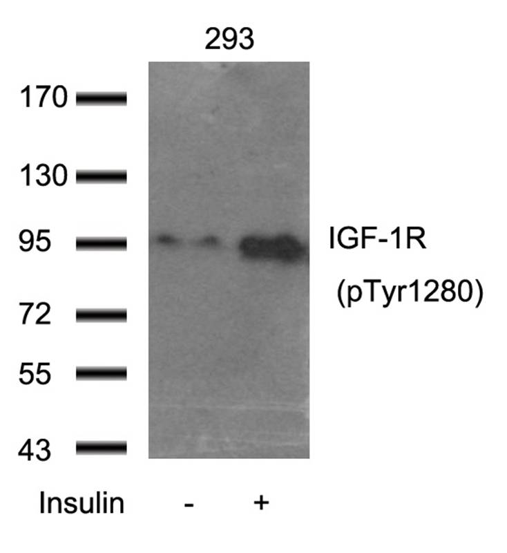 IGF-1R(Phospho-Tyr1280) Antibody