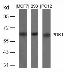 PDK1(Ab-241) Antibody