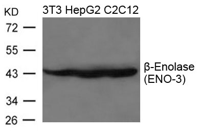 b-Enolase(ENO-3) Antibody