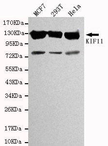 KIF11 Monoclonal Antibody