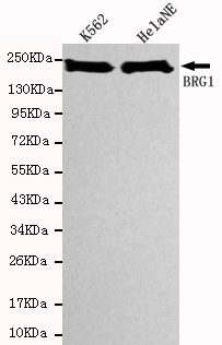 Brgl Monoclonal Antibody