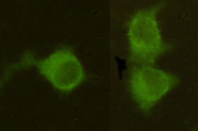 MPI Monoclonal Antibody