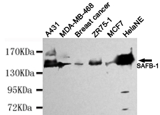 SAFB-1 Monoclonal Antibody