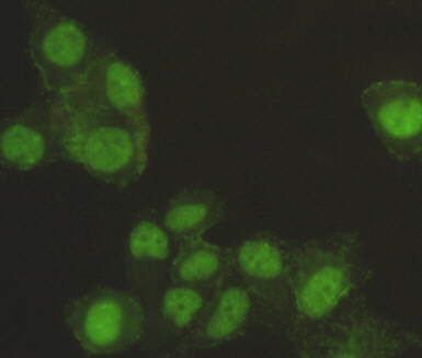 SAFB-1 Monoclonal Antibody