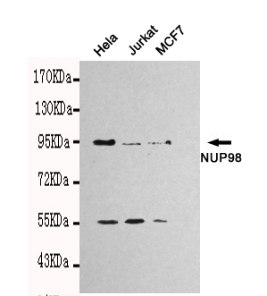 NUP98 Monoclonal Antibody