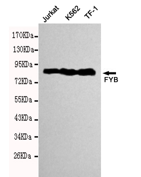 FYB Monoclonal Antibody