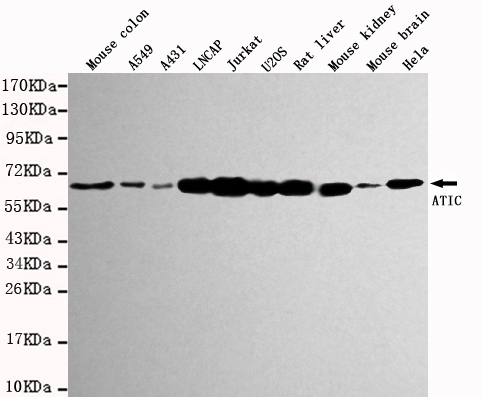 ATIC Monoclonal Antibody