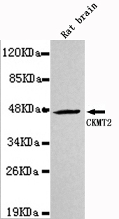 CKMT2 Monoclonal Antibody