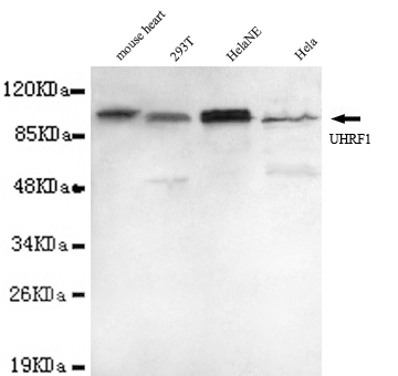 UHRF1(N-term) Monoclonal Antibody