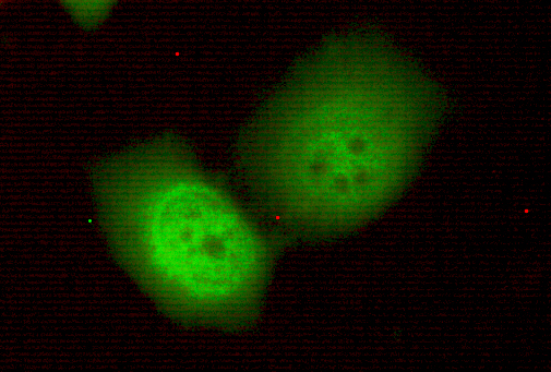 TBL1Y Monoclonal Antibody