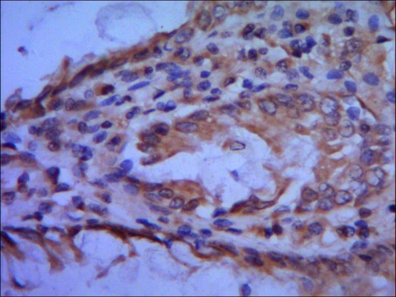 TFIIB Monoclonal Antibody