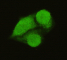 TFIIB Monoclonal Antibody