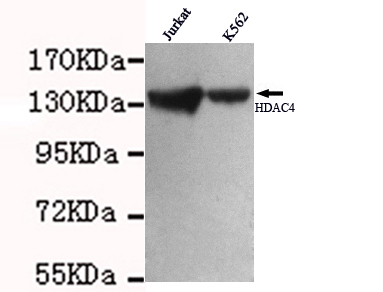 HDAC4 Monoclonal Antibody