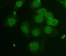 CBX5 Monoclonal Antibody