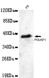 POU5F1 Monoclonal Antibody