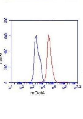 POU5F1 Monoclonal Antibody