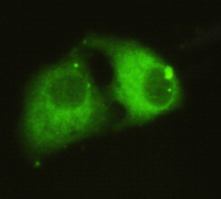 PPAR gamma(C-term) Monoclonal Antibody