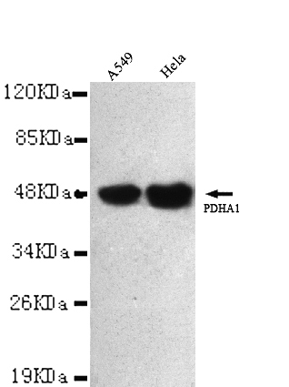 Pyruvate Dehydrogenase(C-term) Monoclonal Antibody