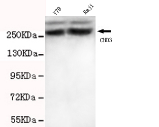 CHD3 Monoclonal Antibody