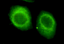 CHD3 Monoclonal Antibody