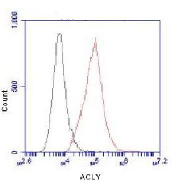 ATP-Citrate Lyase(C-term) Monoclonal Antibody