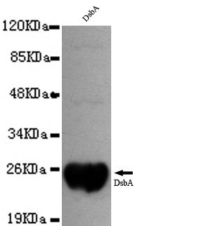 DsbA Monoclonal Antibody