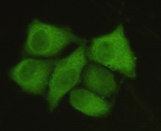 PP1A(N-term) Monoclonal Antibody