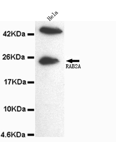 Rab2A(C-term) Monoclonal Antibody