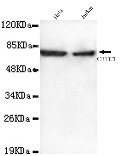 CRTC1 Monoclonal Antibody