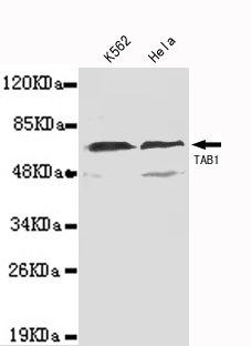 TAB1(N-term) Monoclonal Antibody