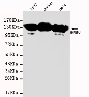 HNRNPU Monoclonal Antibody