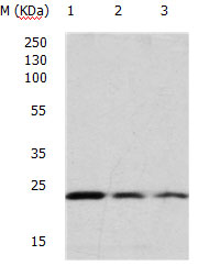 HRAS Antibody