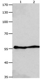 GJA9 Antibody