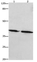 PTGER1 Antibody