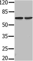 PIF1 Antibody